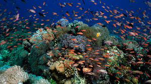 Tubbataha Reef: Permata Bawah Laut Filipina